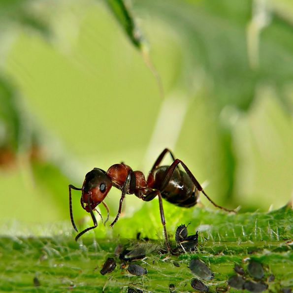 Prípravky proti mravcom blog 1